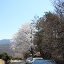 (재)대전교구천주교회유지재단성환묘원 | 아산 어머님 산소 벚꽃은 참 아름다워