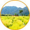 서부1-5(경산역 광장 1) | 경남 양산 황산공원 댑싸리 코스모스 꽃구경 10월 부산 근교 여행지 가볼만한곳