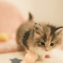 부산고양이분양 퍼스트캣 부산점 이미지