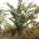 느티나무2농장 이미지