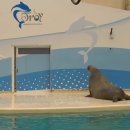 바다 코끼리와 탱고﻿ 이미지