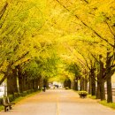 은행나무 이미지