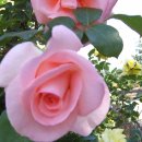 장미농장2 이미지