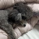 파파펫살롱 이미지