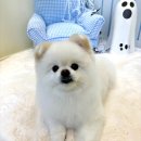 퍼피도담