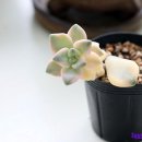 살구미농장 네이버블로그
