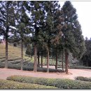 녹차농원 이미지