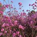 신기종합정비 | 서울 근교 봄 등산 추천 원미산, 진달래 만개 시기 (축제, 주차 후기)