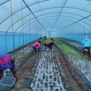 삼호농장4 이미지