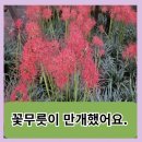광주광역시북구청소년수련관 | 광주광역시 북구 문흥동 청소년 수련관 건너편 꽃무릇이 만개