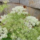 예나농장 이미지