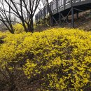 개나리봄약국 이미지