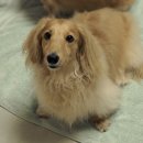 저스틴 멍멍 이미지