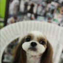 써니퍼피 이미지