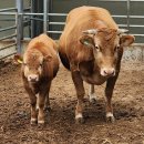 소키우는집 이미지