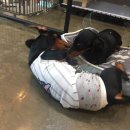 도그반하다 이미지