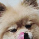 와락펫푸드 네이버블로그