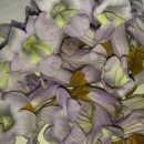 오동나무농장 이미지