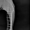 우리들동물메디컬센터 이미지