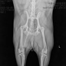 서창사랑동물의료센터 이미지