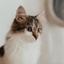 (주)수인식자재(발산) | 고양이 스트레스 줄이는 프리미엄 캣타워 선택법