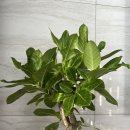 백작크리닝 이미지