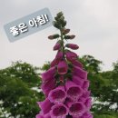 나는 , "와이로"가 일본말 인줄 알았는데...🌷와이로(蛙利鷺)🌷 이미지