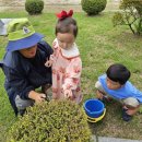 봉오초병설유치원 이미지