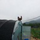 꼬꼬농장 이미지