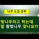 벚나무 vs 왕벚나무 의 서로 다른 차이점 나무 도감 공부 구독자 1.16만명 이미지