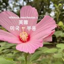 미국부용 芙蓉 야생화를 찾아서(419) 이미지