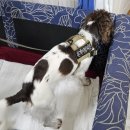 한국특수탐지견센터 이미지