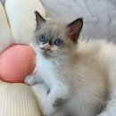 도그마루 강아지고양이 인천논현점 이미지