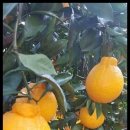 다미농장 이미지