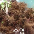 수영수산4