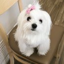 행복하개 밝개 자신있개 | 강아지 파인애플_파인애플 손질 해서 알뜰하게 먹기(ft.감자칼)_파인애플 향에 봄절부절 강알쥐