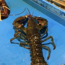 오션랍스터 | 내돈내산 수진역 맛집 오션랍스터 성남직영점｜데이트·가족모임 추천