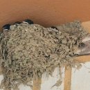 제비네 농장2 이미지