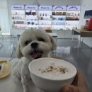 펫프닝 타운 이미지