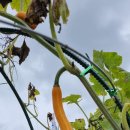 <b>색동</b> <b>호박</b> (230716)