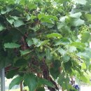 머루와 다래 이미지