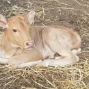 다산목장 이미지