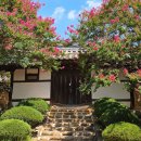 신숭겸장군유적지 | 대구 배롱나무 명소 신숭겸장군유적지 실시간 끝물