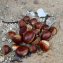 광릉솔개캠핑장 이미지