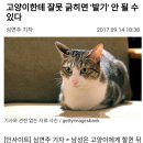 남자에게 치명적인 '고양이 할큄병'... 이미지