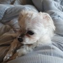 다나고한의원 | 강남 차병원 로봇근종 수술 후기 (정용욱 교수님)