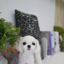 아가펫살롱 이미지