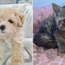 빅토리아펫 강아지고양이 잠실점 이미지