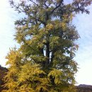 스타키보청기반포점 | 양평 용문사 - 숲속의 산책로