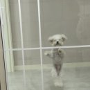 서울동물병원 | 운정동물병원 서울하이동물병원 진료 후기~ 과잉진료 없는 서울하이동물의료센터 파주 동물병원 추천!